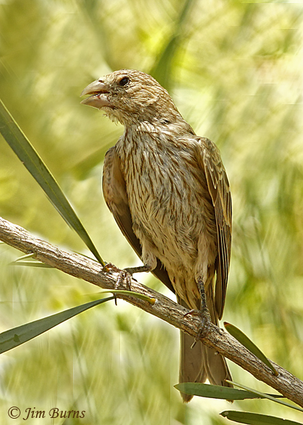 Black-headed Grosbeak fledgling--0664