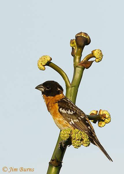 Black-headed Grosbeak male in century plant--2686