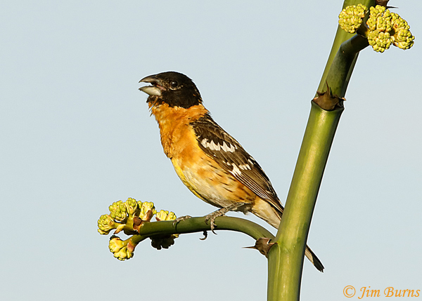 Black-headed Grosbeak male singing on Century Plant--2688