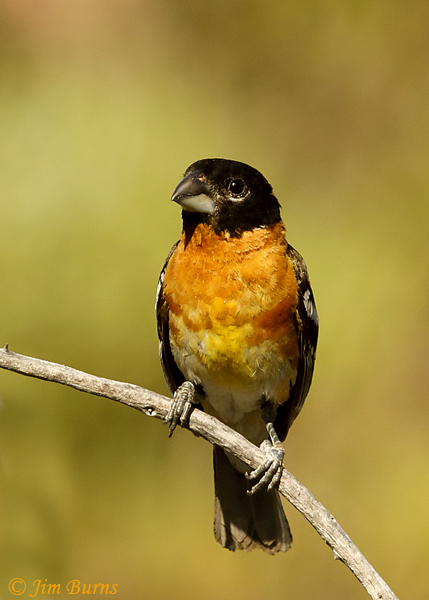 Black-headed Grosbeak male--3013