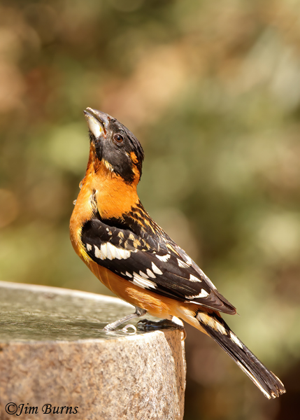 Black-headed Grosbeak drinking--1496