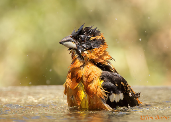 Black-headed Grosbeak male bathing--1506