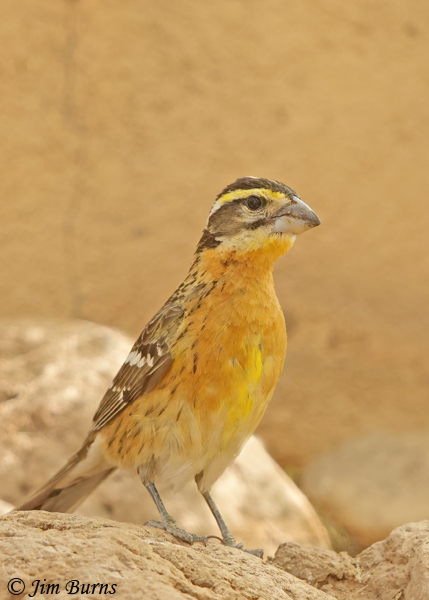 Black-headed Grosbeak first spring male--4326