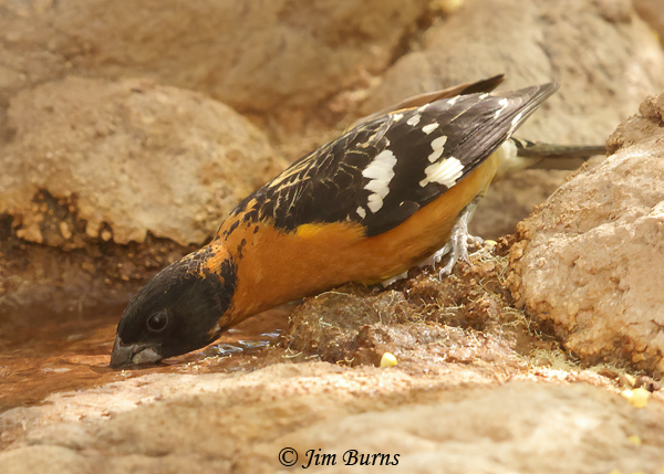 Black-headed Grosbeak male drinking--4344