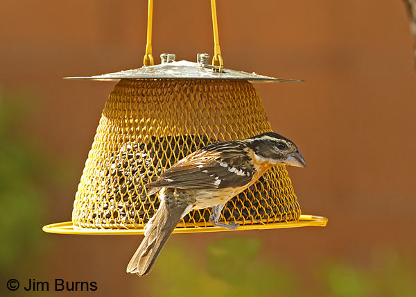 Black-headed Grosbeak female at seed feeder--8133