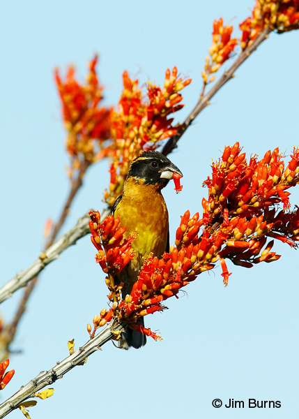 Black-headed Grosbeak male eating ocotillo flowers