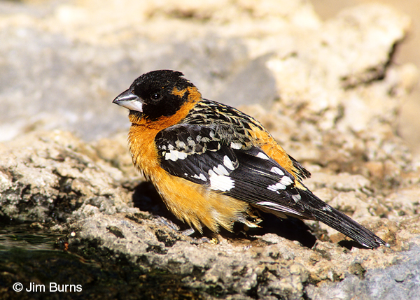 Black-headed Grosbeak male at water hole