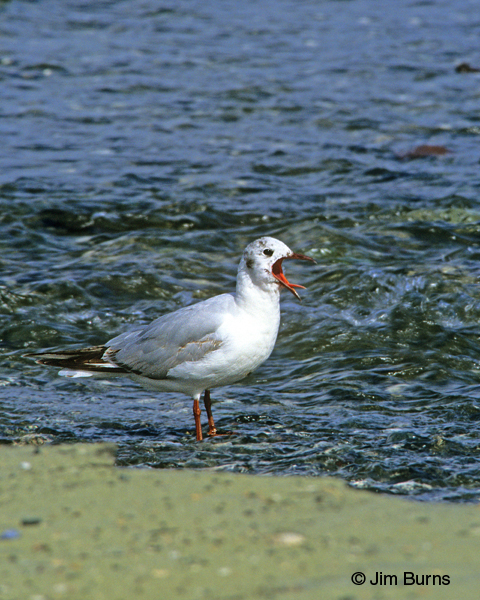 Black-headed Gull 1st summer calling