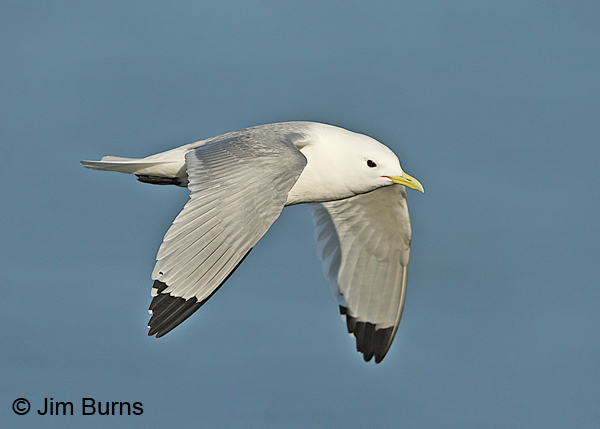 Black-legged Kittiwake breeding adult in flight