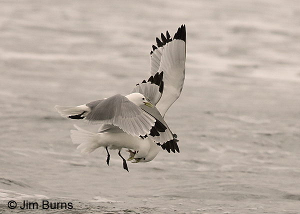 Black-legged Kittiwake fish scrum