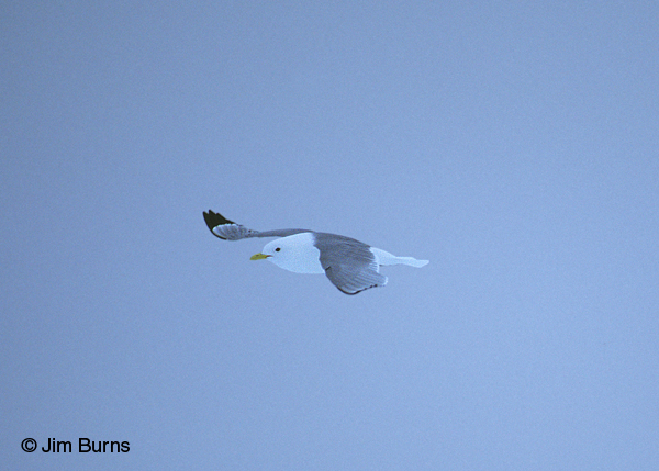 Black-legged Kittiwake adult in flight in fog