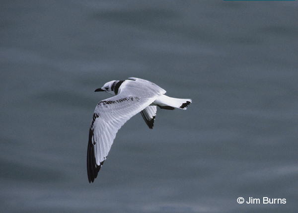Black-legged Kittiwake juvenile in flight