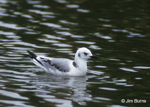 Black-legged Kittiwake juvenile