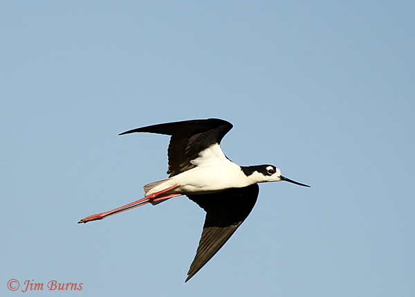Black-necked Stilt in flight #3--9088