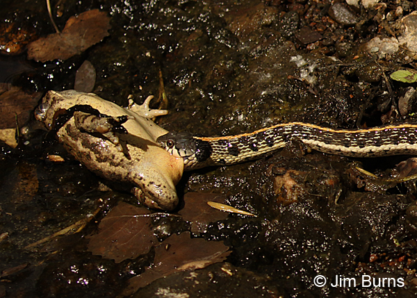 Black-necked Garter Snake with Woodhouse's Toad