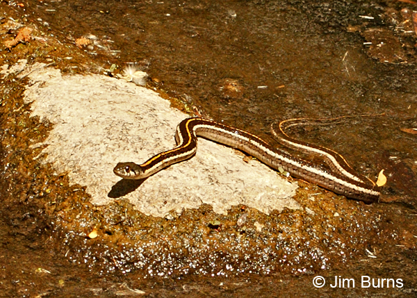 Black-necked Garter Snake