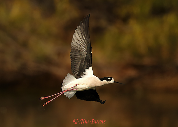 Black-necked Stilt in flight--0001