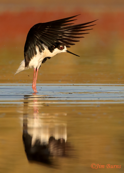 Black-necked Stilt flap preening after bathing--6716