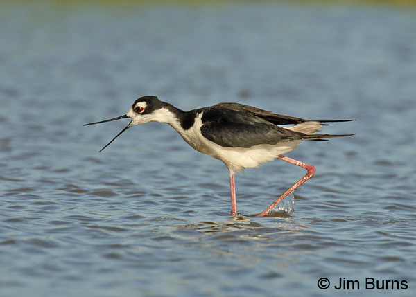 Black-necked Stilt calling