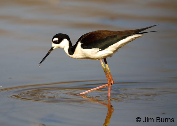 Black-necked Stilt waterdrop