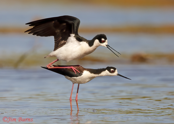 Black-necked Stilts copulating--9302