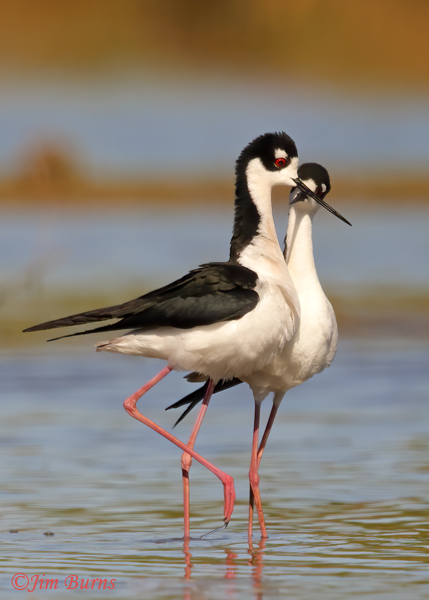Black-necked Stilts post copulatory dance--9374