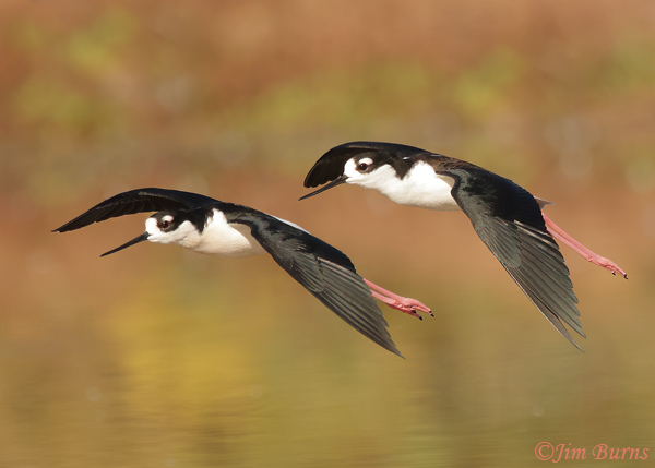 Black-necked Stilts in flight--9753