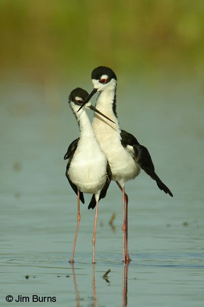 Black-necked Stilts dancing after copulation