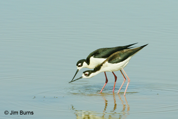 Black-necked Stilt pair feeding