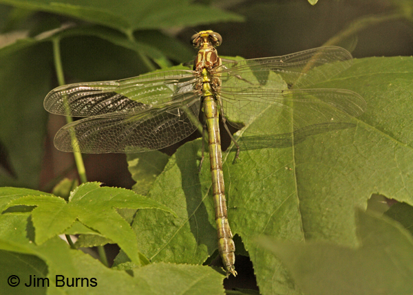 Black-shouldered Spinyleg teneral female dorsal view, Montgomery Co., AR, May 2013