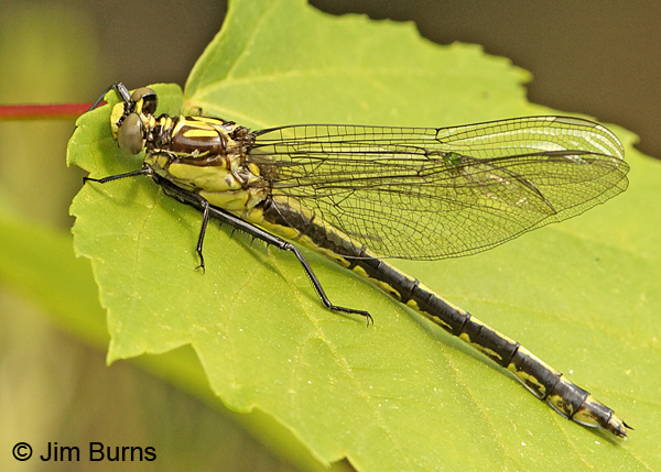 Black-shouldered Spinyleg female, Eau Claire Co., WI, June 2014
