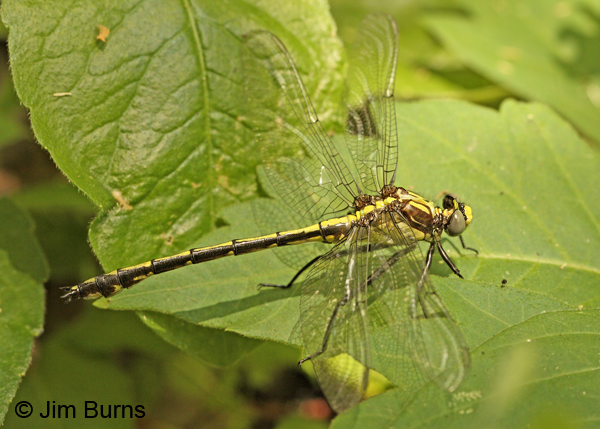 Black-shouldered Spinyleg male, Montgomery Co., AR, May 2013