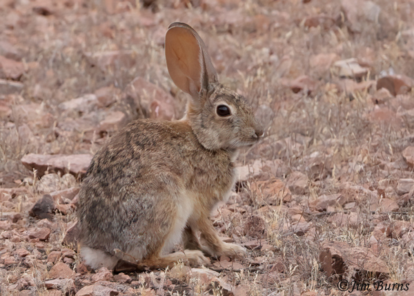Black-tailed Jackrabbit leveret--7343