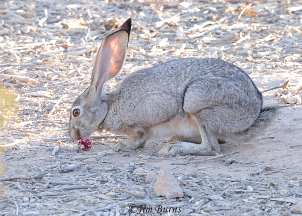 Black-tailed Jackrabbit eating cactus fruit--7041