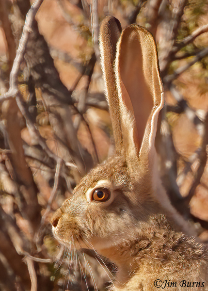 Black-tailed Jackrabbit head shot--8565