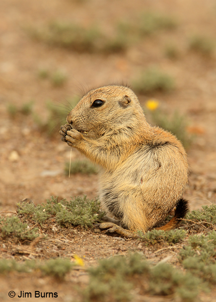 Black-tailed Prairie Dog pup eating grass
