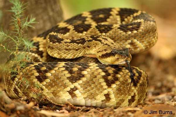 Black-tailed Rattlesnake flicking tongue