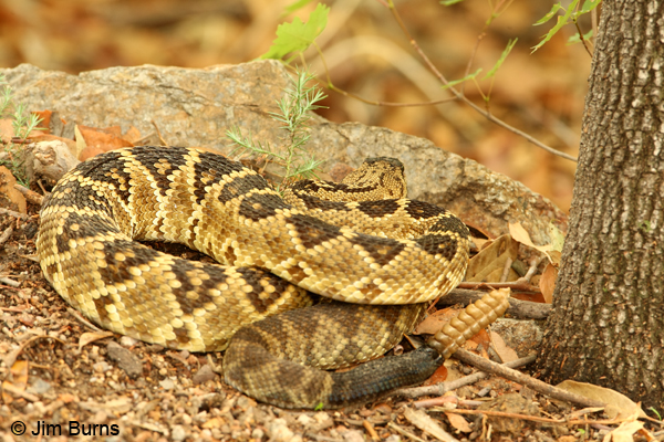 Black-tailed Rattlesnake showing black tail