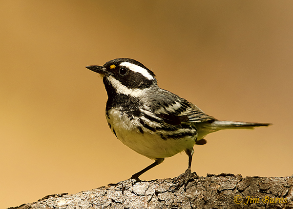 Black-throated Gray Warbler male portrait--2845