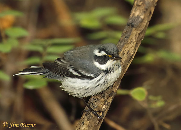 Black-throated Gray Warbler female--6224