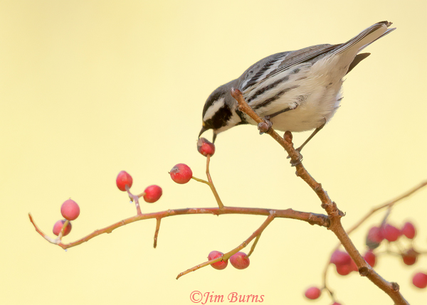 Black-throated female in Pistache berries--7525