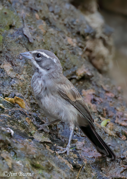 Black-throated Sparrow at water seep--8975
