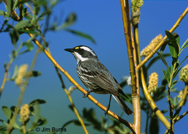 Black-throated Gray Warbler female