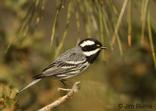 Black-throated Gray Warbler male horizontal