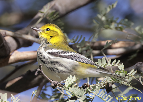 Black-throated Green Warbler fall male in sunshaft--7199