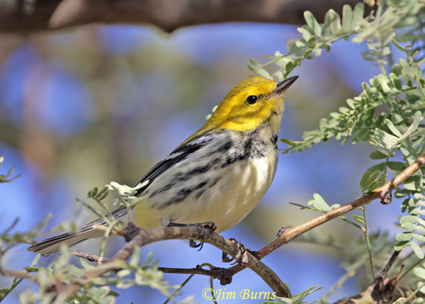 Black-throated Green Warbler fall male foraging--7224