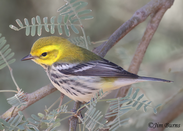 Black-throated Green Warbler fall male--7321