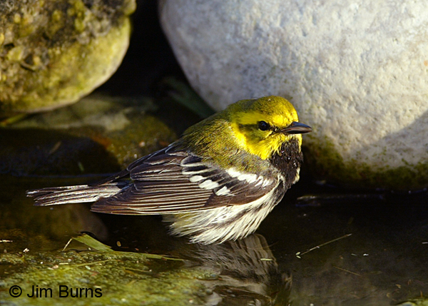 Black-throated Green Warbler male at waterhole
