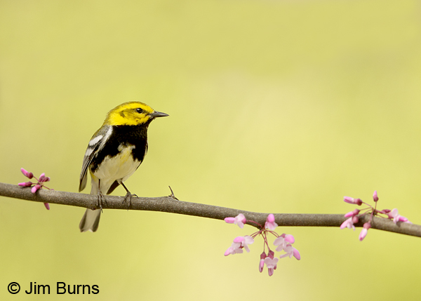 Black-throated Green Warbler male in Redbud