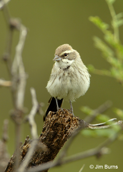 Black-throated Sparrow juvenile